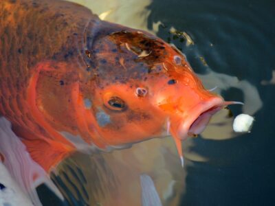 koi teichzubehör