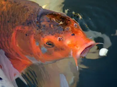 koi teichzubehör