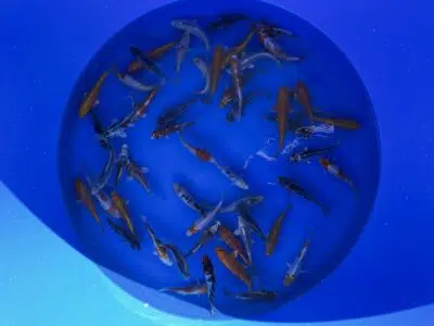 Japankoi kaufen