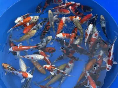 Koi kaufen