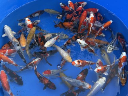 Japankoi kaufen
