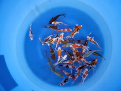 Koi- und Teichzubehör