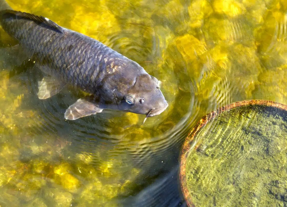 close up photograph of a gray koi fish