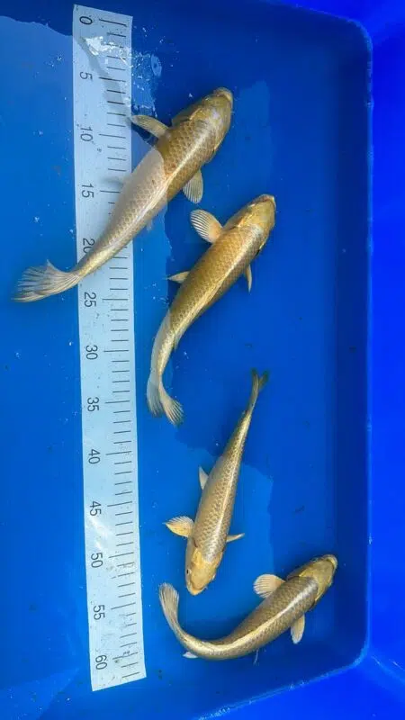 Yamabuki Koi im Koiparadise