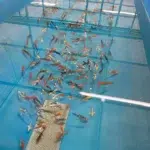 Butterfly Koi kaufen