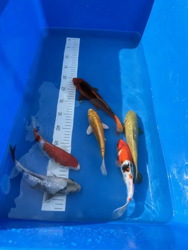 Japankoi