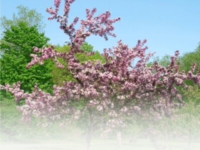 Koifutter für den Frühling