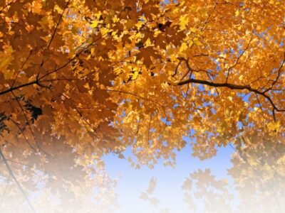 Koifutter für den Herbst