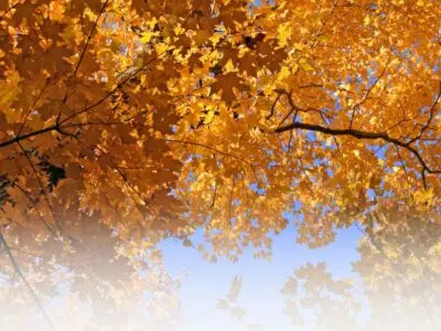 Koifutter für den Herbst