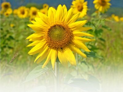 Koifutter für den Sommer