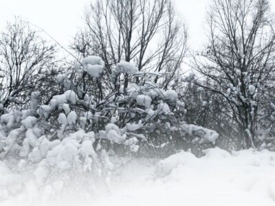 Koifutter für den Winter