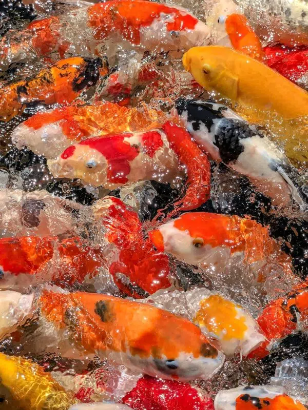 swimming colored koi fishes